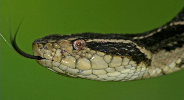  Veneno de cobra brasileira pode evitar reprodução do coronavírus