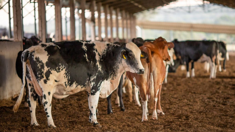  Vacinação contra a febre aftosa no Ceará vai até o dia 30 de novembro