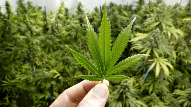  Conselho Estadual de Saúde do Ceará aprova uso medicinal de maconha