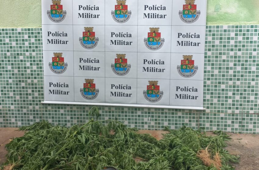  Jati: Polícia Militar erradica plantação de Maconha