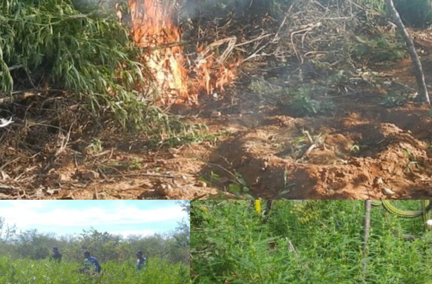  Operação da PF erradica 624 mil pés de maconha em Salgueiro Parnamirim e outros municípios do Sertão de PE