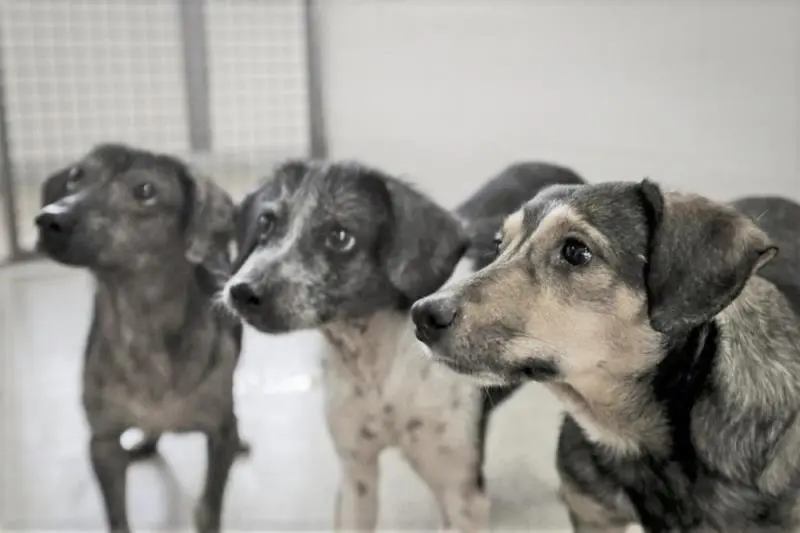  Homem é denunciado por matar mais de 15 cachorros em Jardim.