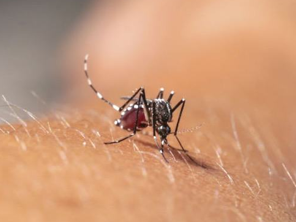  Ceará registrou 42 mil casos de chikungunya neste ano.