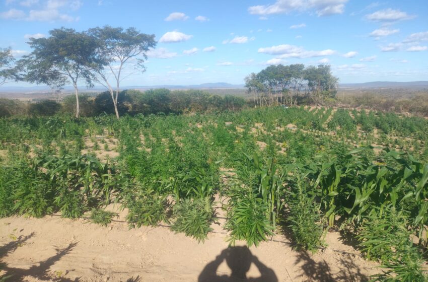  Brejo Santo: Polícia Militar encontra roça  com 60 mil pés de maconha.